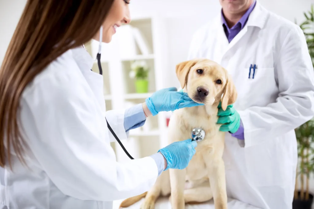 Qué es el registro sanitario para productos de uso veterinario y cómo obtenerlo ante cofepris